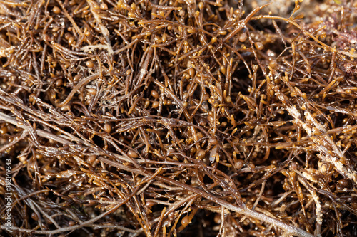 Japanese wireweed (Sargassum muticum)