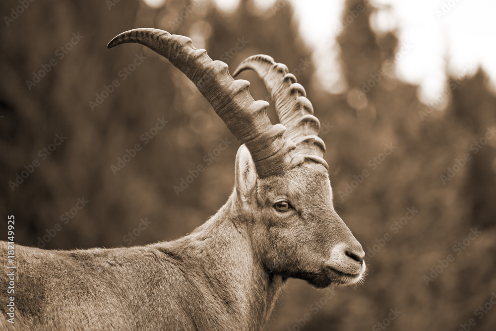 Steinbock - sepia - urig - Chalet - Alpin - Sternzeichen Steinbock - sepia - urig - Chalet - Alpin - Sternzeichen