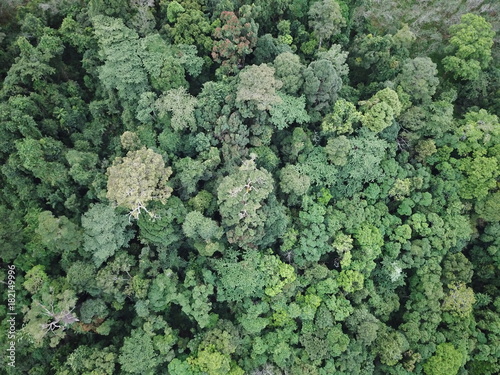 Rainforest. Forest trees from above. Aerial photo of jungle