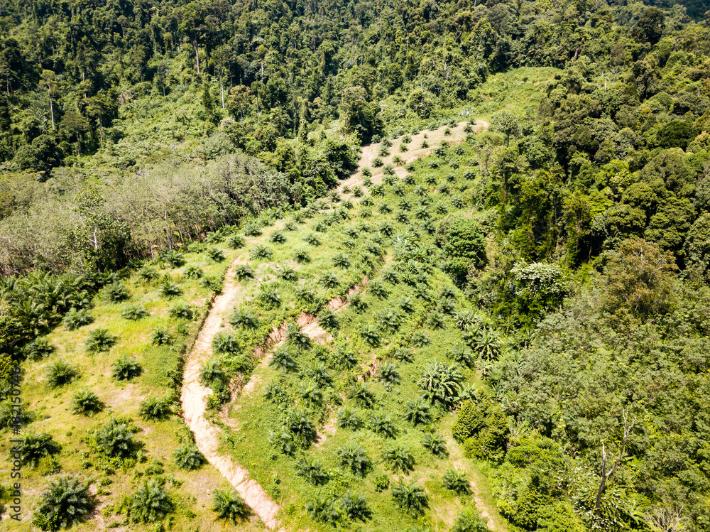 Aerial view of a deforestation due to palm oil plantations hacked out of the rainforest