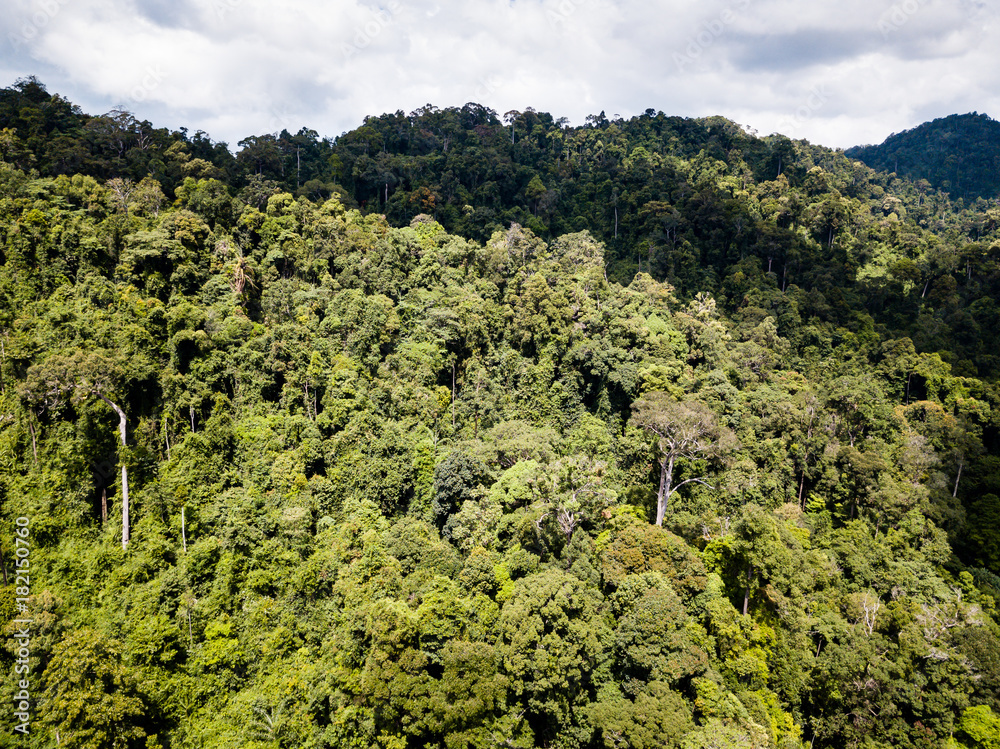 Drone view of the tree canopy of a dense, tropical rainforest