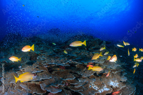 Fototapeta Naklejka Na Ścianę i Meble -  A colorful school of Blue Strip Snapper on a tropical coral reef