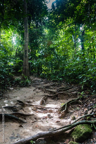 A trail through a tropical rain forest in asia