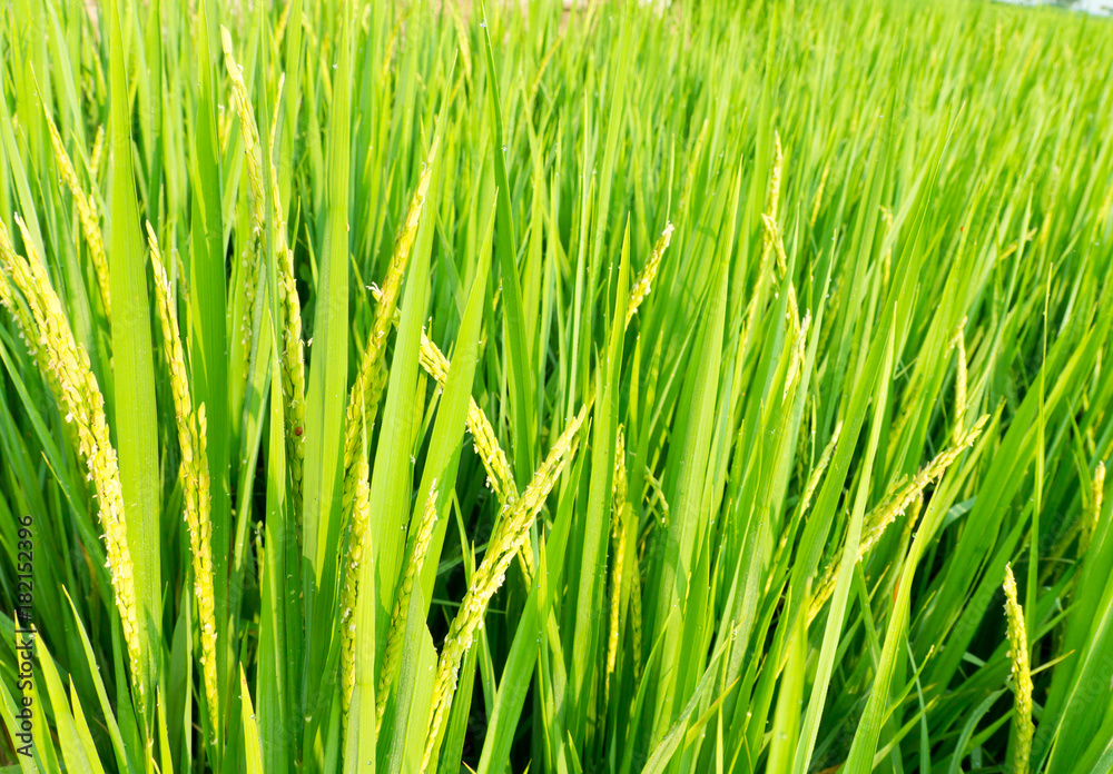 Naklejka premium green rice paddy field