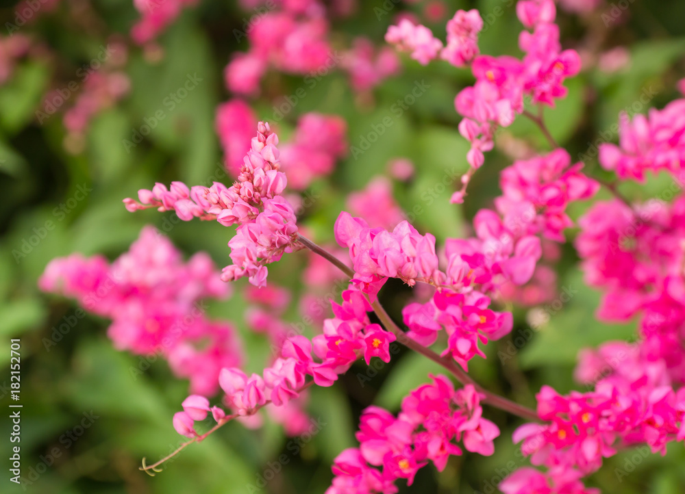pink flower in the garden pink flower in the garden