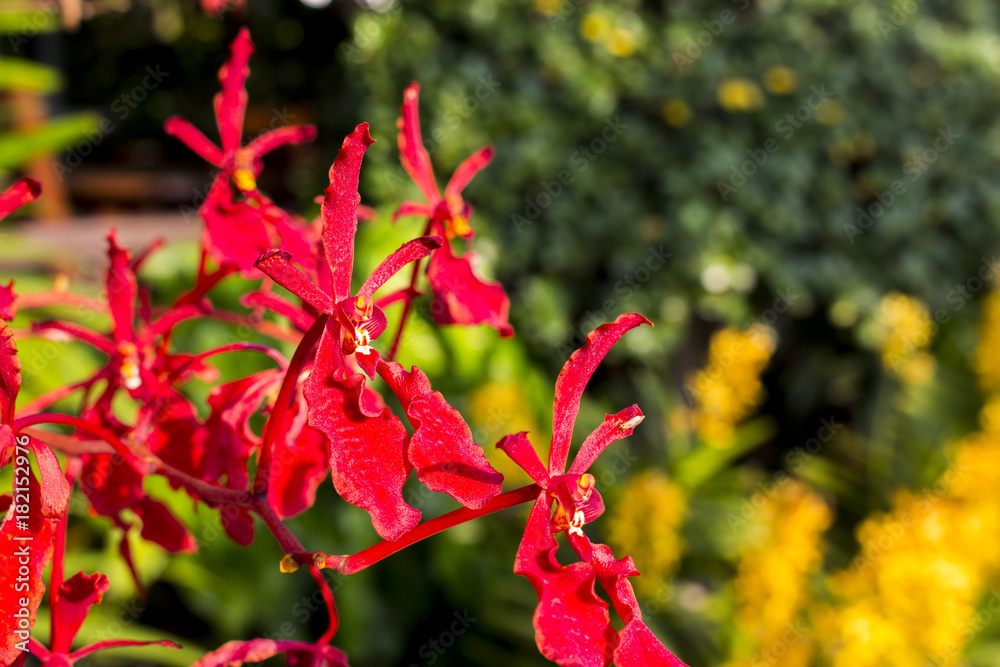 Close up of red orchids with blur background. Red orchid with copy space. Close up of red orchids with blur background. Red orchid with copy space.