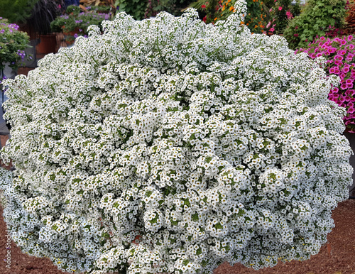 Duftsteinrich; Lobularia maritima; Stream White photo