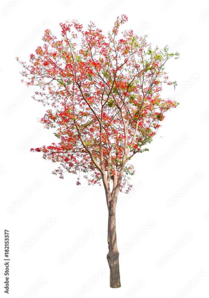 tropical tree with red flower on white background