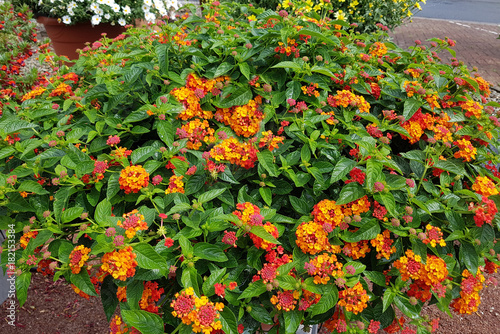 Wandelroeschen, Lantana camara, SunFan red photo