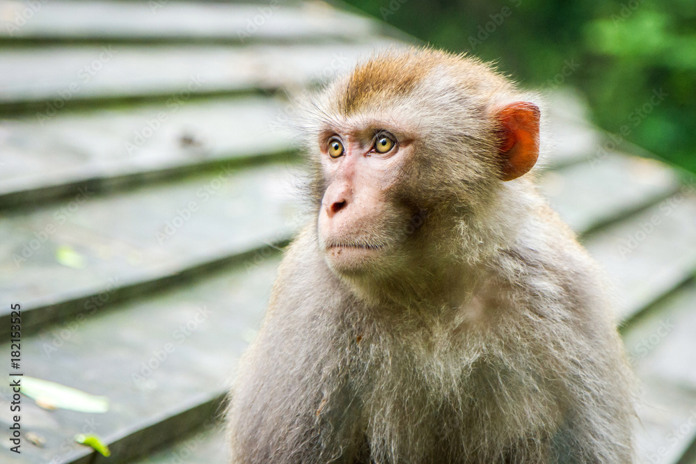 Naklejka premium China, the Wudang monastery, a monkey in the park