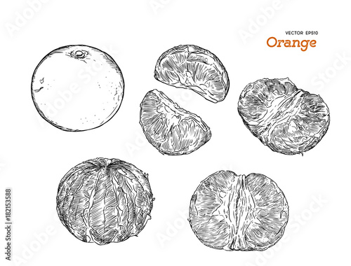 set of orange , hand draw sketch vector.