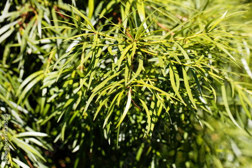 Willow leaf podocarp (Podocarpus salignus) photo