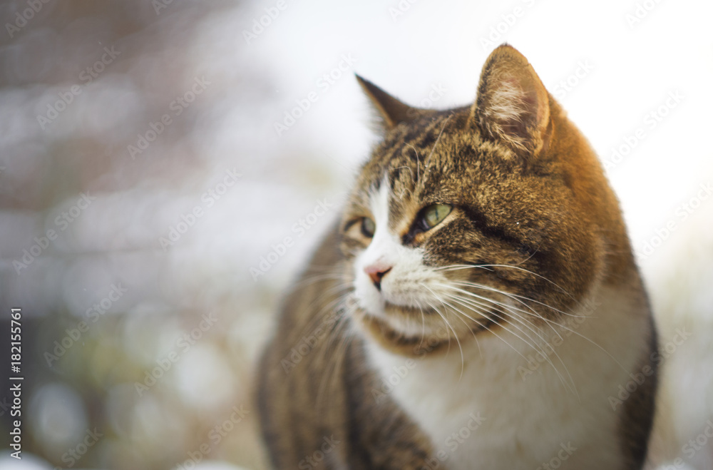 a cat's face with a background out of focus and sunlight a cat's face with a background out of focus and sunlight