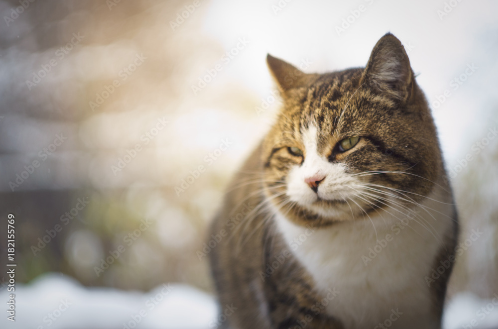 a cat's face with a background out of focus and sunlight