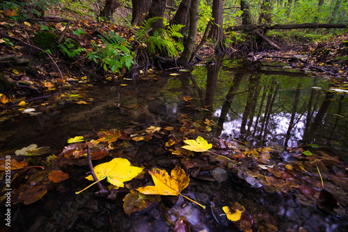 Stream in deep forest in autumn in Little Carpathian  Slovakia  Europe