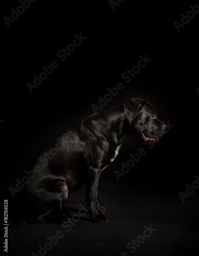 Portrait of a Cane Corso dog breed on a black background. Italian mastiff puppy.