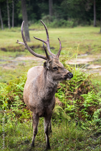 The deer is standing in the deep forest.