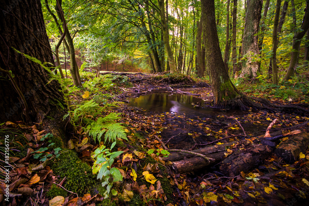 Fototapeta premium Stream in deep forest in autumn in Little Carpathian, Slovakia, Europe