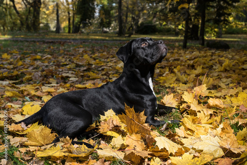 Portrait of a Cane Corso dog breed on a nature background. Dog playing on the grass with colored leaves in autumn. Italian mastiff puppy.