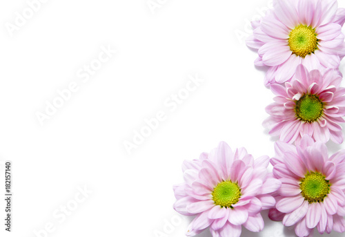  Flower on white background