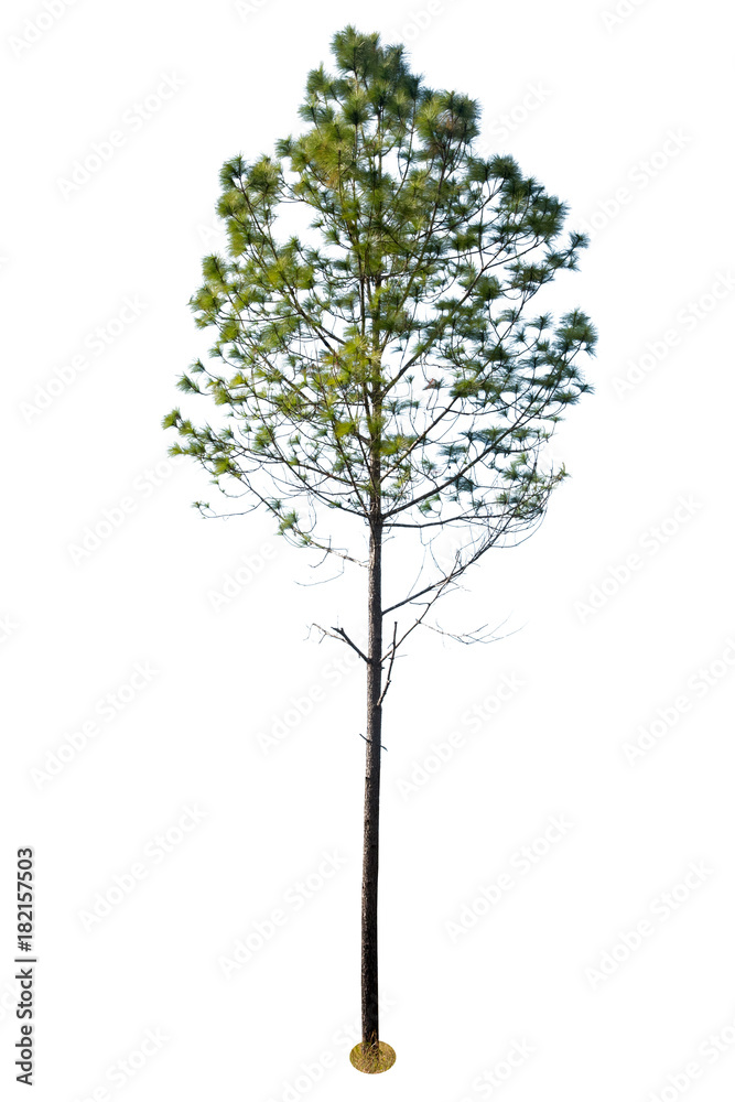 Obraz premium isolated pine tree on white background