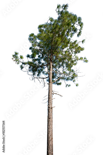 Картината върху платно isolated pine tree on white background
