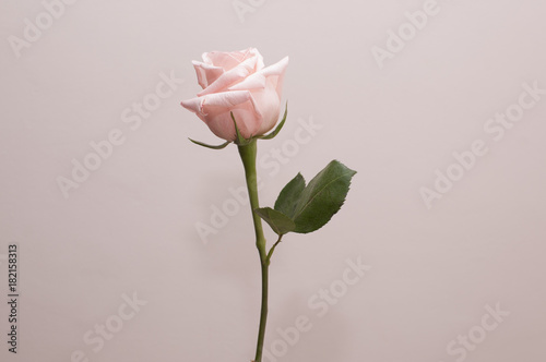 Single rose on colour background isolated, front view