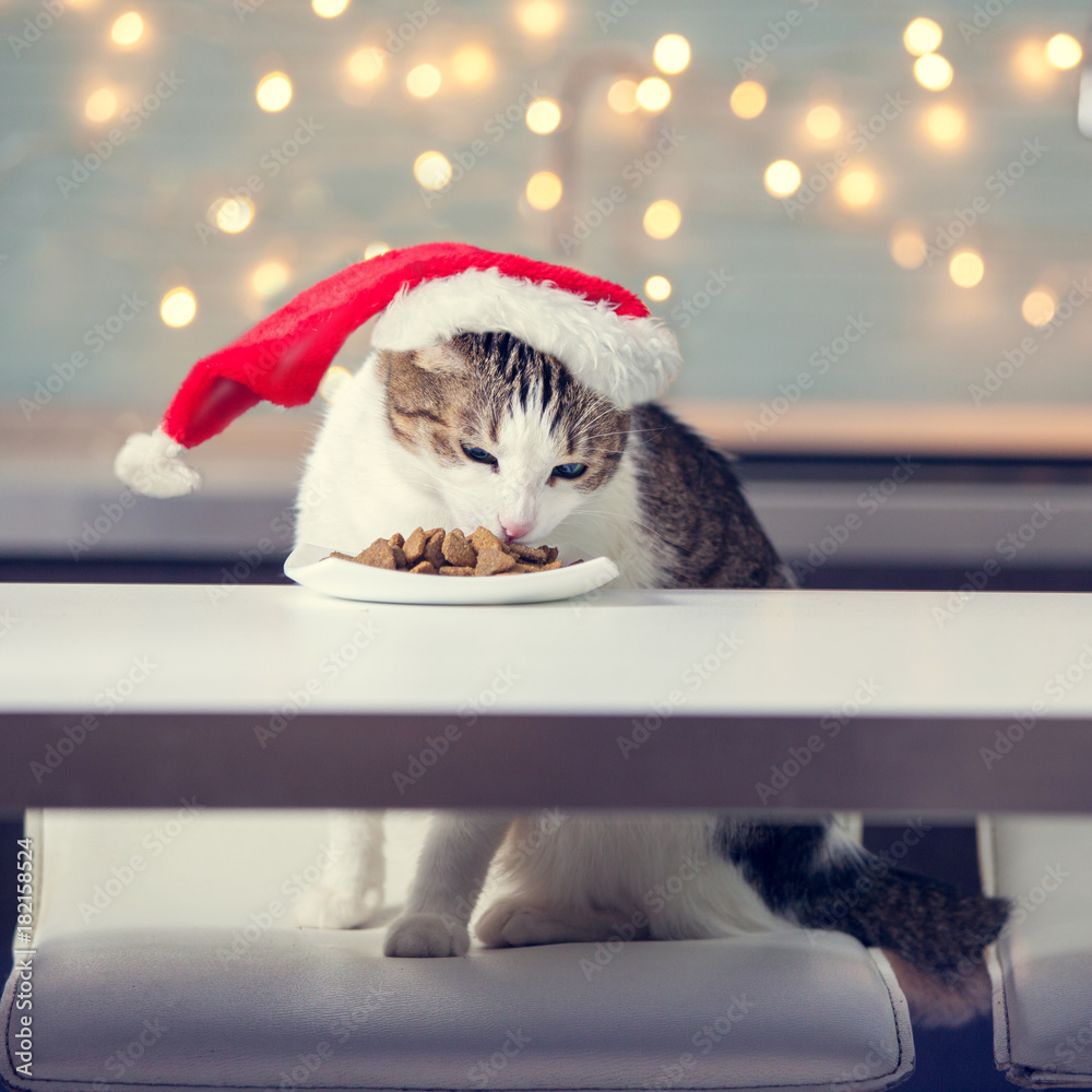 Obraz premium Cat eating food