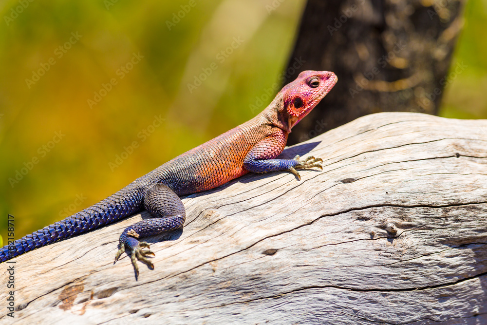 Colorfull gecko on a dead tree in Africa Colorfull gecko on a dead tree in Africa