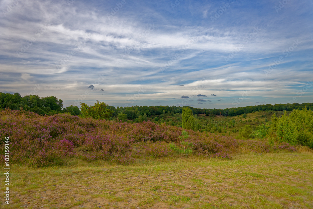 Fototapeta premium Lüneburger Heide