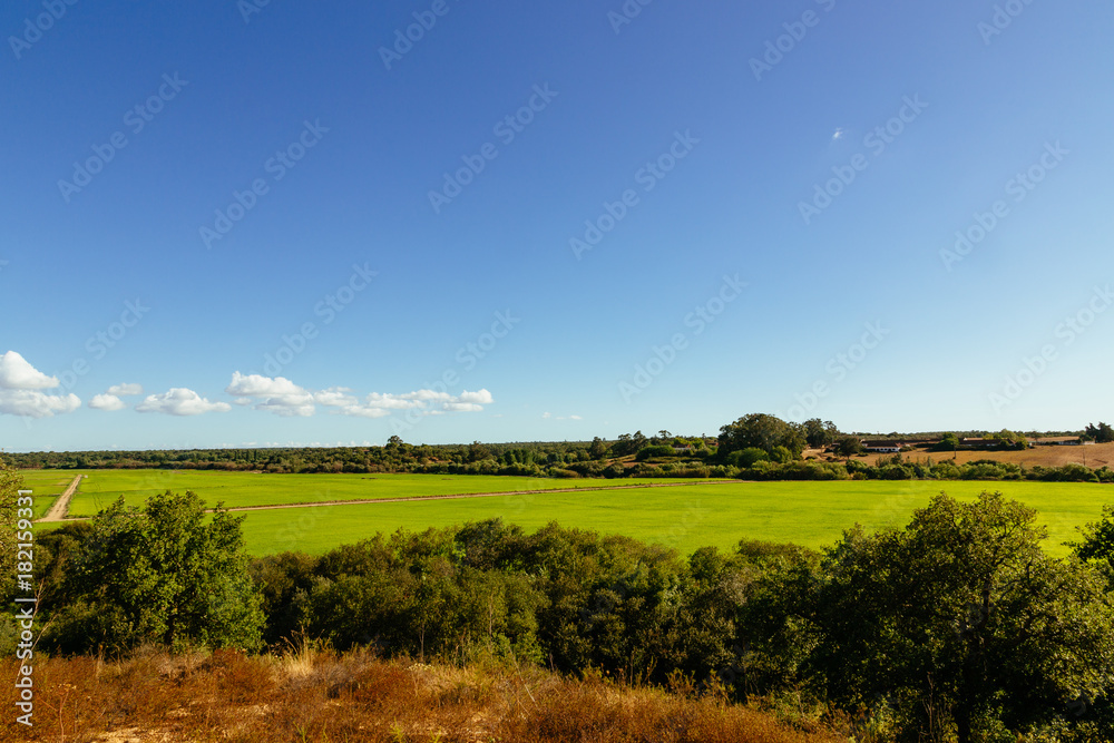 View across big green rice plantation in Santerem, Setubal, Portugal. Taken on a hot, sunny July afternoon.