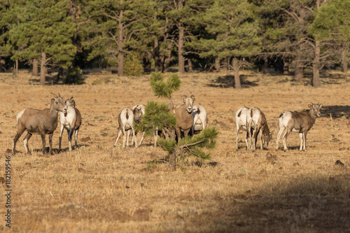 Herd of Bighorn Sheep Ewes