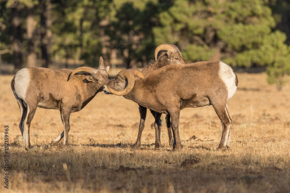 Rocky Mountain Bighorn Sheep Rams in Rut Rocky Mountain Bighorn Sheep Rams in Rut