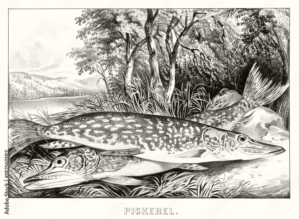 Naklejka premium Freshwater fishes known as pickerel (Esox americanus) placed on a stone in the grass. Lake on background. Old illustration by Currier & Ives, publ. in New York, 1872