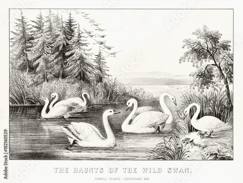 Fototapeta Naklejka Na Ścianę i Meble -  White wild swans in a pond in Carroll Island, Cheasepeake Bay, United States. Old illustration by Currier & Ives, publ. in New York, 1872