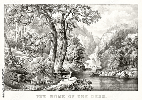 Wonderful natural landscape as context for a group of deers in their natural environment. Forest in foreground, mountains and waterfalls on background. By Currier & Ives, publ. in New York, 1870 photo