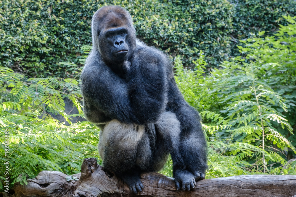 Naklejka premium gorilla monkey silverback gorilla in nature - gorilla portrait