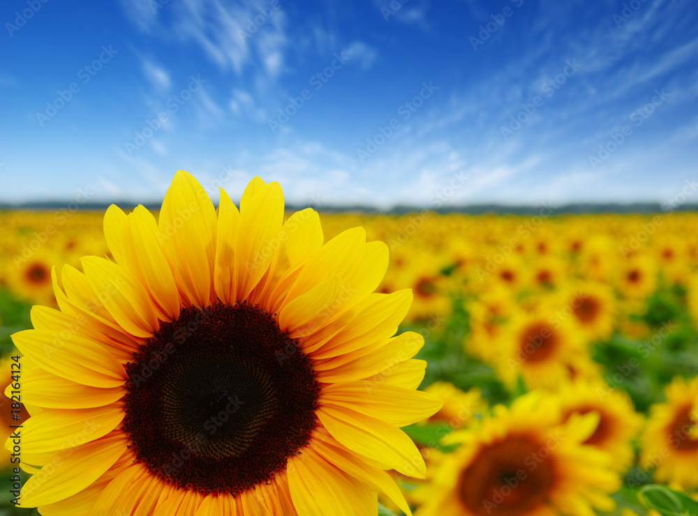 Fototapeta premium field of blooming sunflowers