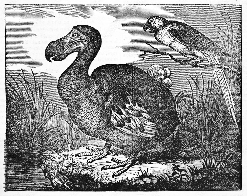 Dodo (Raphus cucullatus), extinct flightless bird, in a swamp, his ...