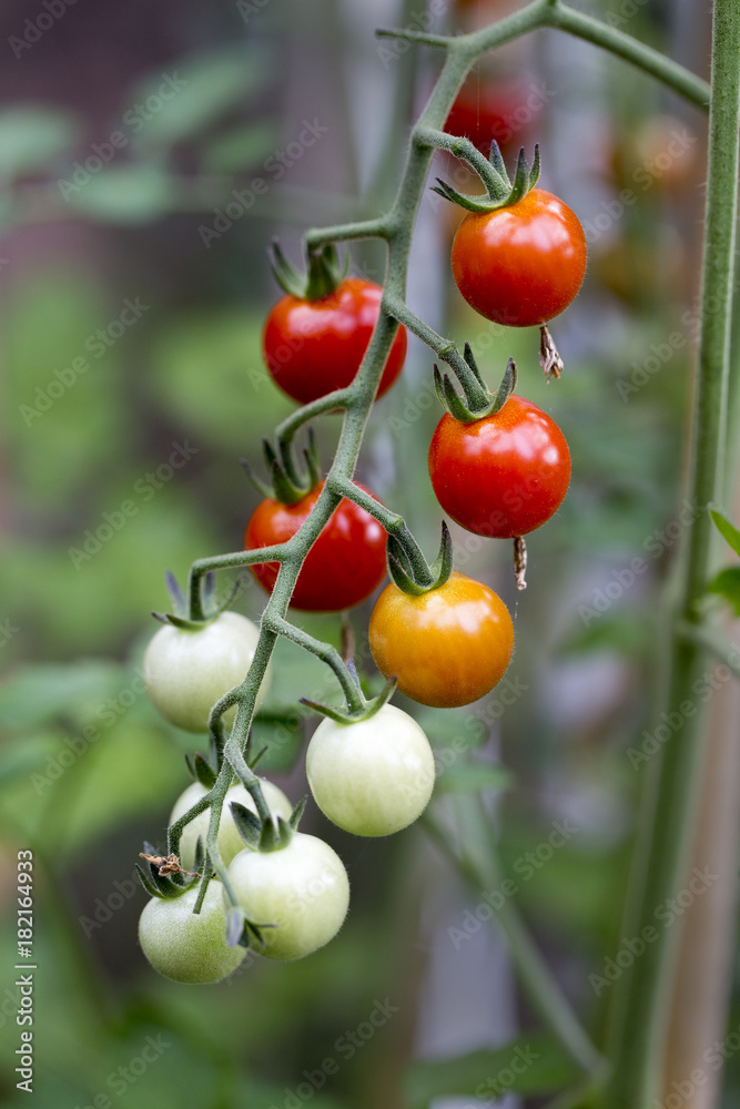 Ripening cherry tomatoes on the vine. Ripening cherry tomatoes on the vine.