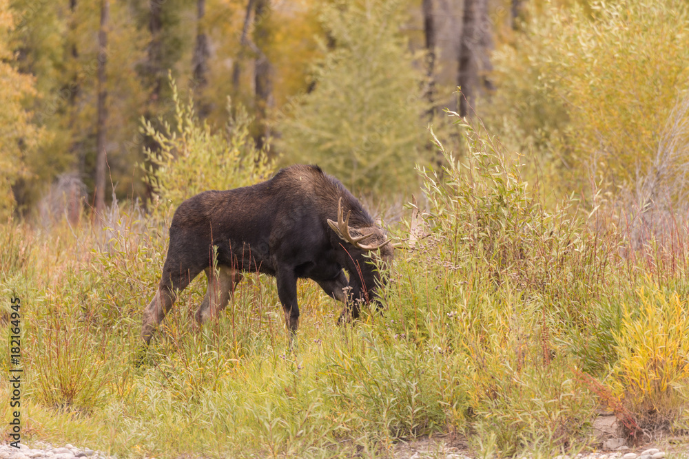 Bull Shiras Moose During the Fall Rut Bull Shiras Moose During the Fall Rut