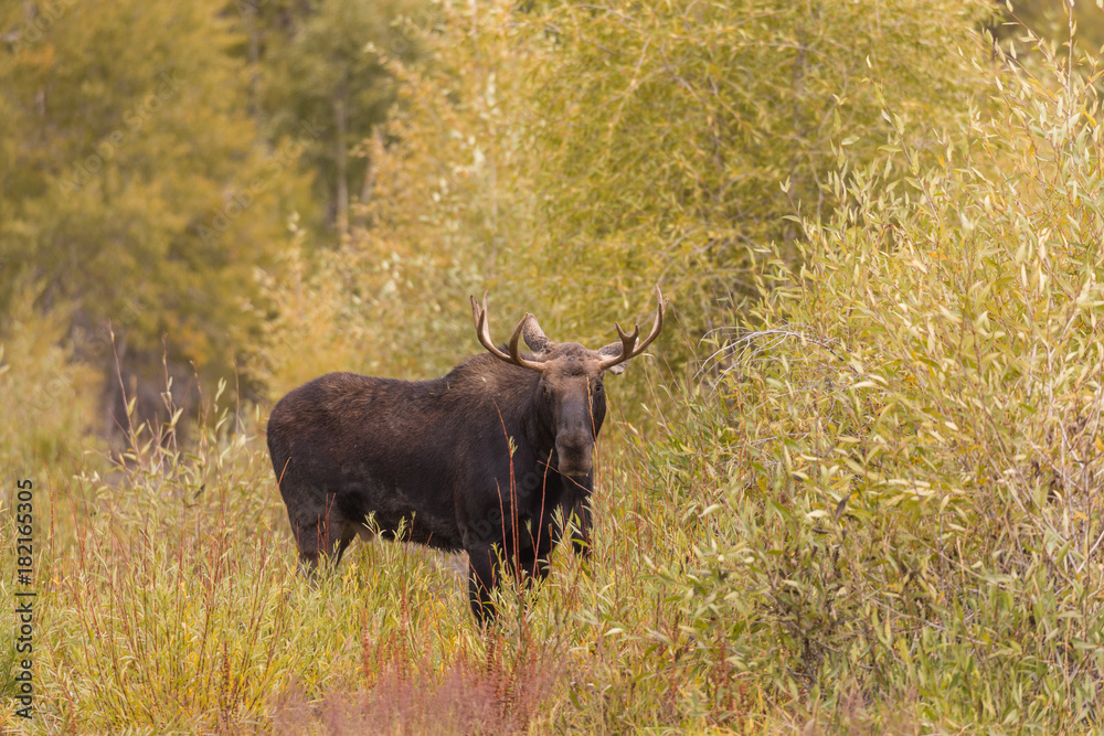 Bull Shiras Moose During the Fall Rut Bull Shiras Moose During the Fall Rut