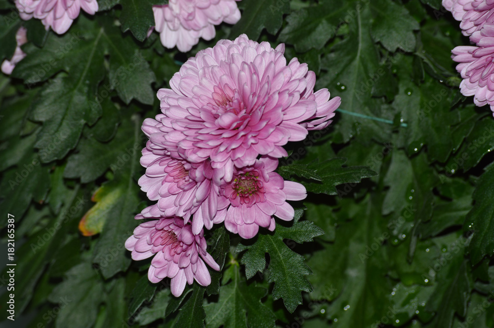 Obraz premium Purple flowers in the garden
