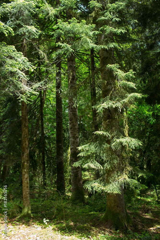 Fototapeta premium old trees in the forests of Abkhazia. June 2016