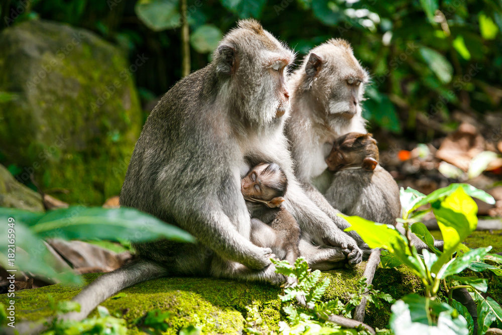 mother monkey breastfeeding her child mother monkey breastfeeding her child