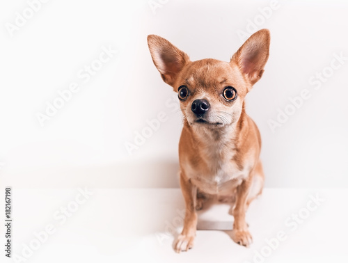 Smooth-haired Chihuahua dog. Chihuahua Girl looks nice on a white background. New year concept. © Elena