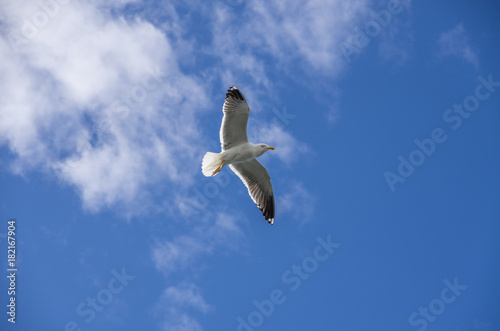 Gull in the sky