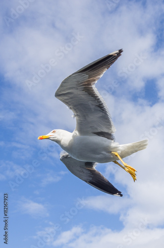 Gull in the sky