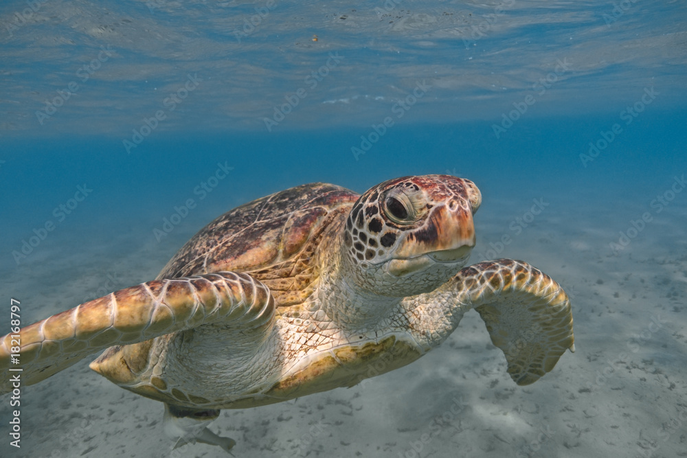 Naklejka premium Green sea turtle swimming in the tropical sea close up