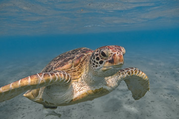 Sierkussen Schildpad Groene zeeschildpad in tropische zee  © vkilikov